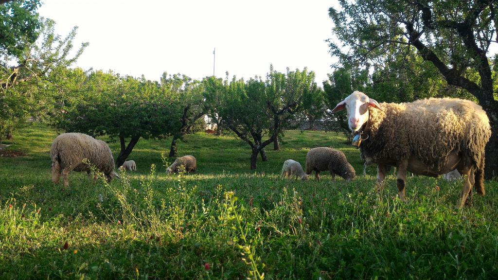 Trulli Villa Martina Franca Ngoại thất bức ảnh